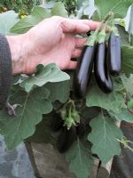 Ripe Aubergine 'Orlando'  growing in a wooden box inside a polythene tunnel                            