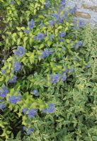 Caryopteris clandonensis 'Worcester Blue' with Cistus corbariensis 'Rospico' - Rock Rose, growing at the base of a warm wall                               