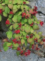Viburnum lantana - Wayfaring tree, showing the red fruits which ripen to black