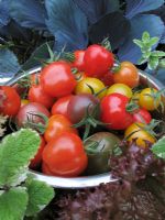 Cherry Tomato selection in contrasting colours - Tomato 'Black Cherry', 'Sungold' and 'Tomatoberry' in a colander                                                                     
