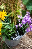 Rumex - Wild Dock flowers at rear, Hesperis matronalis on right, Rudbeckia 'Tetra Double on left - Growing Together Nursery