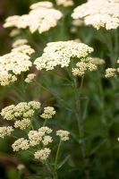 Achillea millefolium 'Mondpagode'
