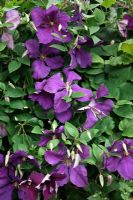 Clematis jackmanii 'Superba'
