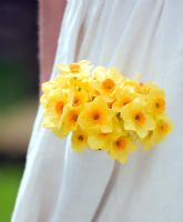 Narcissus 'Golden Dawn' in pocket