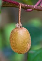 Actinidia chinensis - Kiwi 'Hayward', RHS Rosemoor, Devon 
