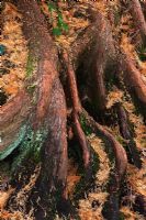 Metasequoia glyptostroboides - Dawn Redwood roots, RHS Wisley, Surrey
