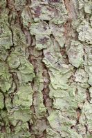 Larix kaempferi - Japanese Larch, Westonbirt Arboretum 
