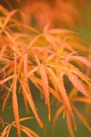 Acer palmatum 'Koto No Ito', Westonbirt Arboretum 
