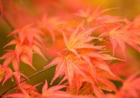 Acer palmatum 'Chikumand', Westonbirt Arboretum 
