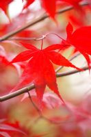 Acer palmatum 'Emperori', Westonbirt Arboretum 
