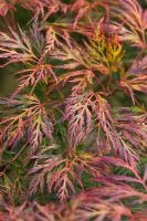 Acer Palmatum 'Emerald Lace'