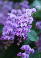 Hardenbergia violacea - Purple coral pea 
