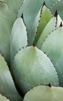 Agave parryi 