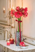 Amaryllis - Hippeastrum 'Hercules' in silver container on metal table