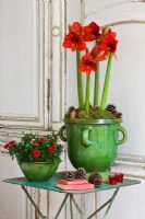 Amaryllis - Hippeastrum 'Ferrari' in green glazed container
