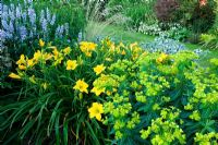 Galega 'His Majesty', Hemerocallis 'Jake Russell' and Euphorbia schillingii  - Meadow Farm, Worcestershire 