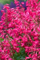 Penstemon 'Garnet'