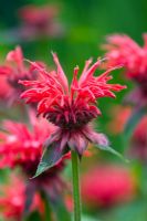 Monarda 'Gardenview Scarlet' - Meadow Farm, Worcestershire 
