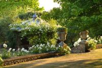 View from terrace with white climbing Rosa and ornate stone urns
