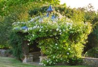 Gazebo smothered in white climbing Rosa