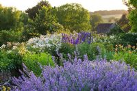 Informal borders with blue and white colour theme. Nepeta - Catmint in foreground