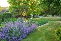 Grass path through informal borders in country garden. Nepeta - Catmint in foreground 