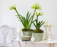 Amaryllis - Hippeastrum in green glazed containers on table.