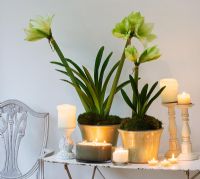 Amaryllis - Hippeastrum in green glazed containers on table.
