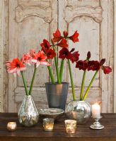 Table arrangement with Amaryllis - Hippeastrum 'Charisma', 'Ferrari' and 'Benfica' in containers
