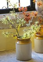 Hamamelis 'Anne', 'Coombe Wood', japonica var megalophylla', 'Angelly', 'Aphrodite', 'Gingerbread' and 'Glowing Embers' in stone jars on windowsill