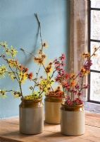 hamamelis 'anne', 'coombe wood', japonica var megalophylla', 'angelly', 'aphrodite', 'gingerbread', 'glowing embers', 'rubin', 'foxy lady' and 'magic fire', in stone jars on windowsill