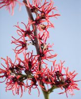 Close up of the red flowers of Hamamelis 'Foxy Lady'