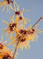 Close up of the orange flowers of Hamamelis 'Aphrodite'