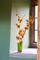 Hamamelis 'Aphrodite', 'Gingerbread' and 'Glowing Embers' in green vase on windowsill