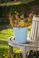 Hamamelis 'Anne', 'Coombe Wood', japonica var megalophylla, 'Angelly', 'Aphrodite', 'Gingerbread', 'Glowing Embers', 'Rubin', 'Foxy Lady' and 'Magic fire' in blue bucket on seat