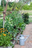 Hazel tunnel with Lathyrus odorata - Sweetpeas underplanted with vegetables and calendula