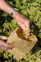 Petroselinum crispum - Parsley seeds being collected into a paper bag