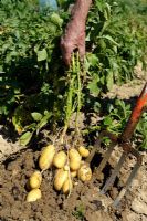 Harvesting Potatoes 'Charlotte'