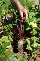 Beta vulgaris - Harvesting Red Beetroot 'Regulski Cylinder'