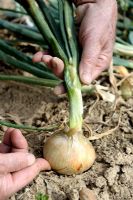Allium cepa - Harvesting White Onion 'Jaune Paille des Vertus'