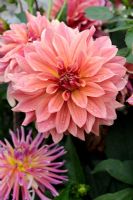 Dahlia 'Favori' - Decorative Dahlia