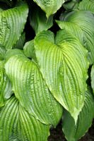 Hosta 'War Paint'