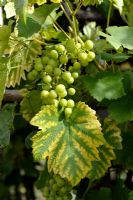 Chlorosis on Grape Vine leaves due to iron deficiency or limestone excess