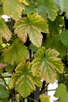 Chlorosis on Grape Vine leaves due to iron deficiency or limestone excess