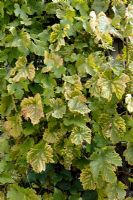 Chlorosis on Grape Vine leaves due to iron deficiency or limestone excess