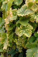 Chlorosis on Grape Vine leaves due to iron deficiency or limestone excess