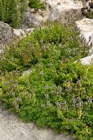 Thymus serpyllum - Breckland or Creeping Thyme