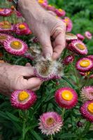 Xerochrysum bracteatum - Collecting seeds from Golden Everlasting