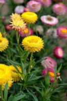 Xerochrysum bracteatum - Golden Everlasting