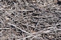 Ramial Chipped Wood - RCW mulch also known as BRF used as mulching and fertilizing